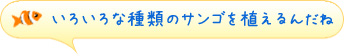 いろいろな種類のサンゴを植えるんだね。