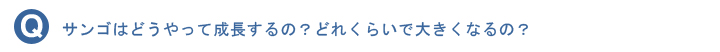 サンゴはどうやって成長するの？どれくらいで大きくなるの？